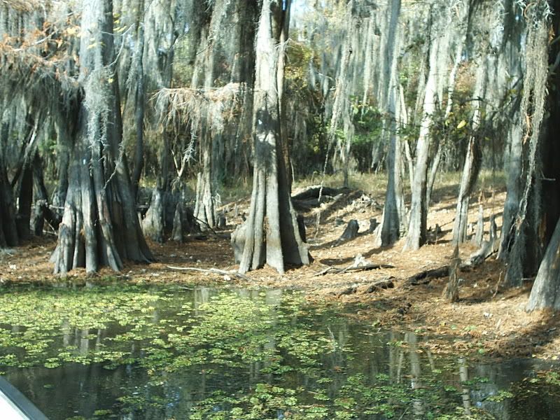 Goat Island, Caddo Lake Texastrip report